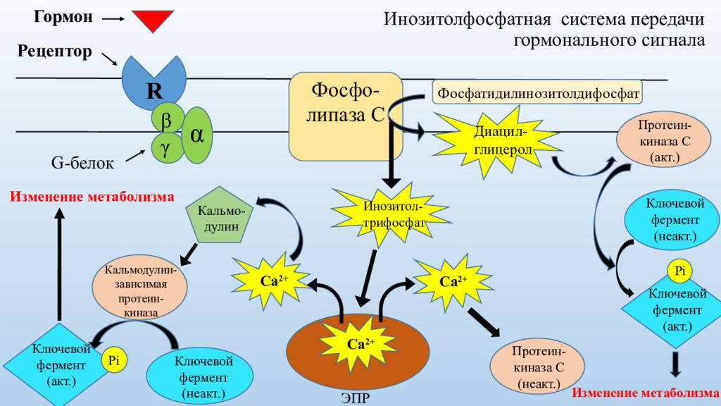 Последовательность событий при метаболизме белков. Инозитолфосфатный механизм передачи сигнала в клетку. Инозитолфосфатный механизм гормоны. Инозитолфосфатный механизм передачи сигнала. Инозитолфосфатная система передачи гормонального сигнала.