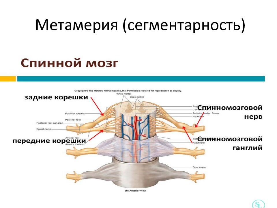 Метамерия ( сегментарность )