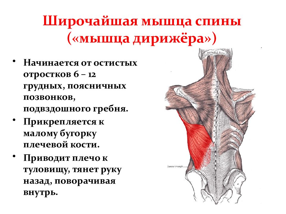 Широчайшая мышца спины анатомия картинки