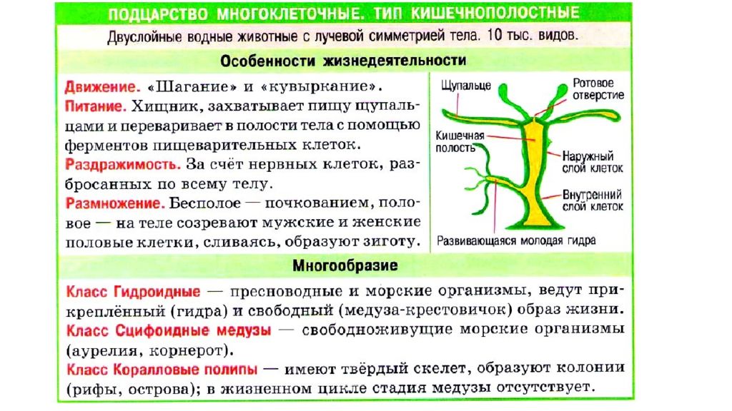 Подцарство многоклеточные схема