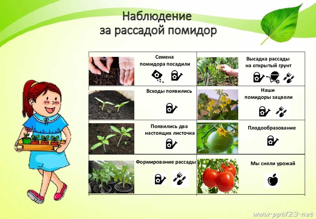 Картинка дневник наблюдений огород на окне