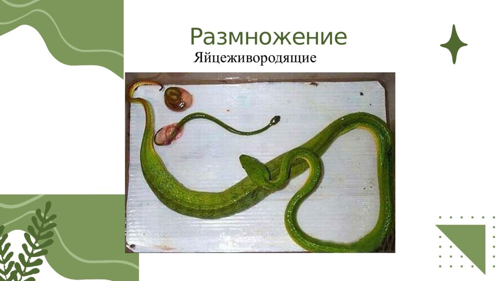 Общая характеристика пресмыкающихся