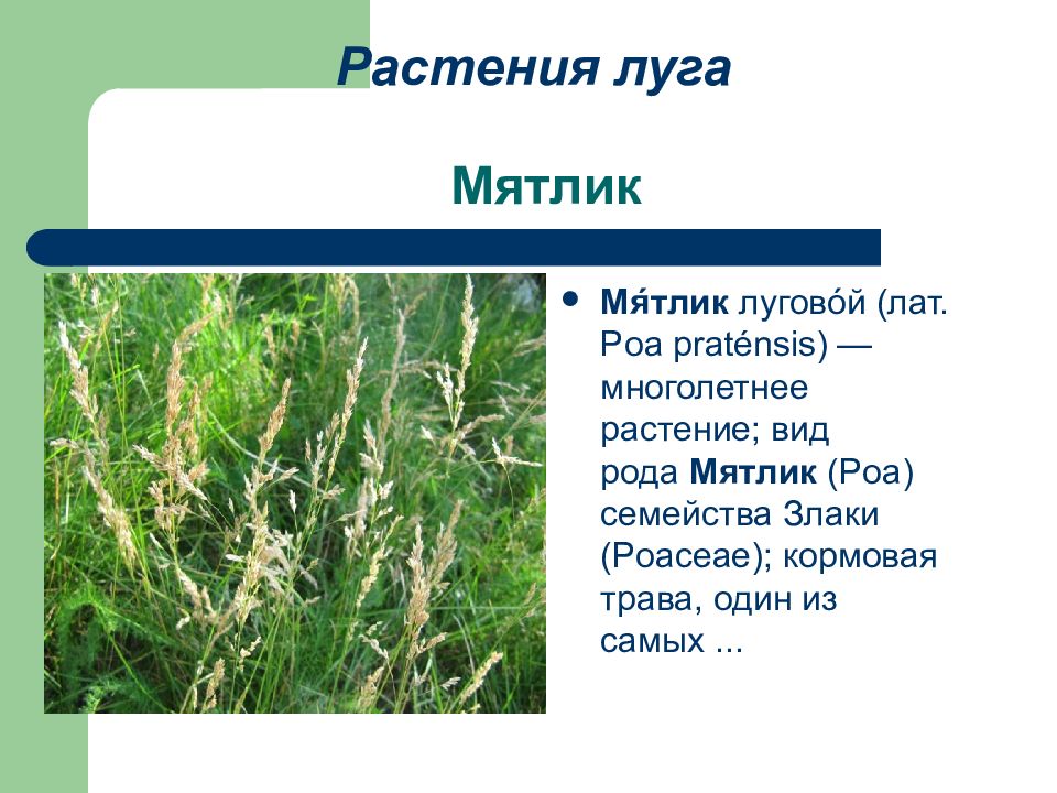 Презентация луговая растительность