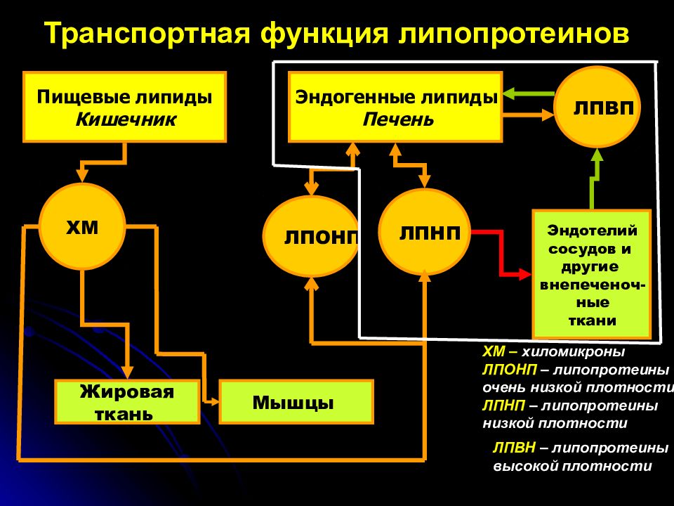 Липиды и липопротеины. Схема метаболизма липопротеидов. Липопротеины функции биохимия. Химическая структура липопротеиды. Транспорт эндогенных липидов.