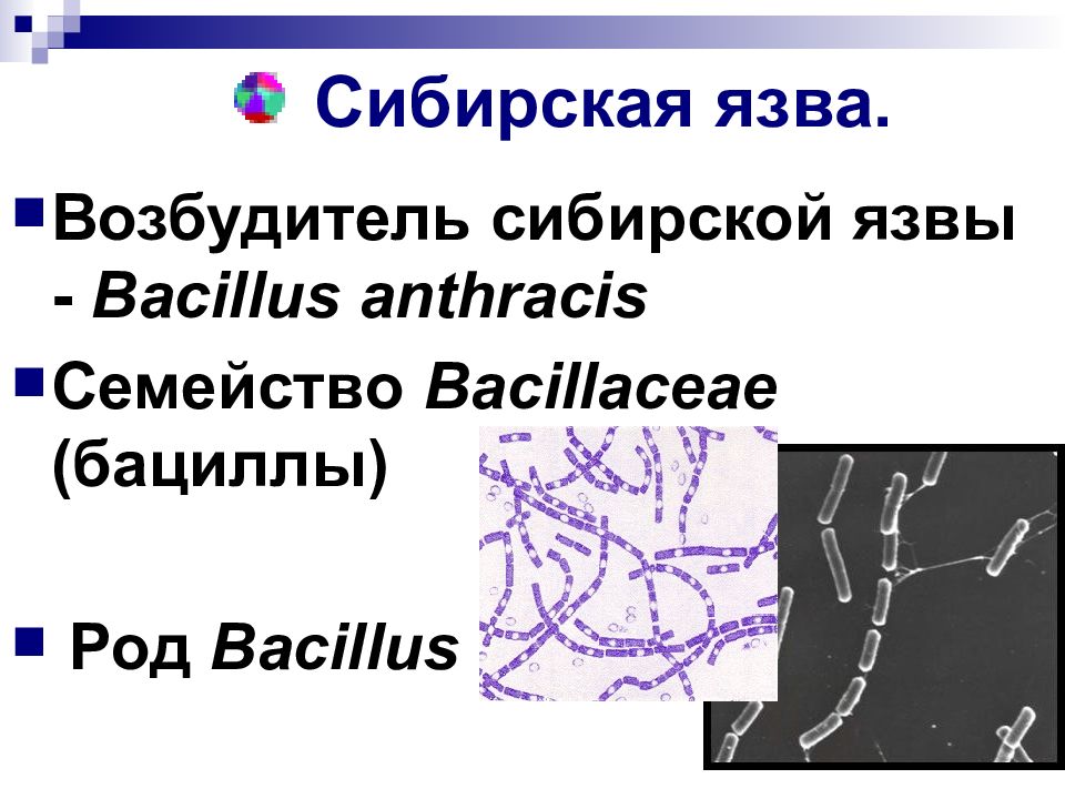 Презентация по микробиологии сибирская язва