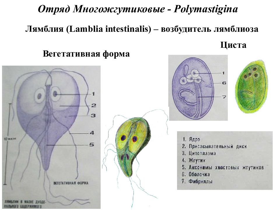 Кишечная лямблия презентация