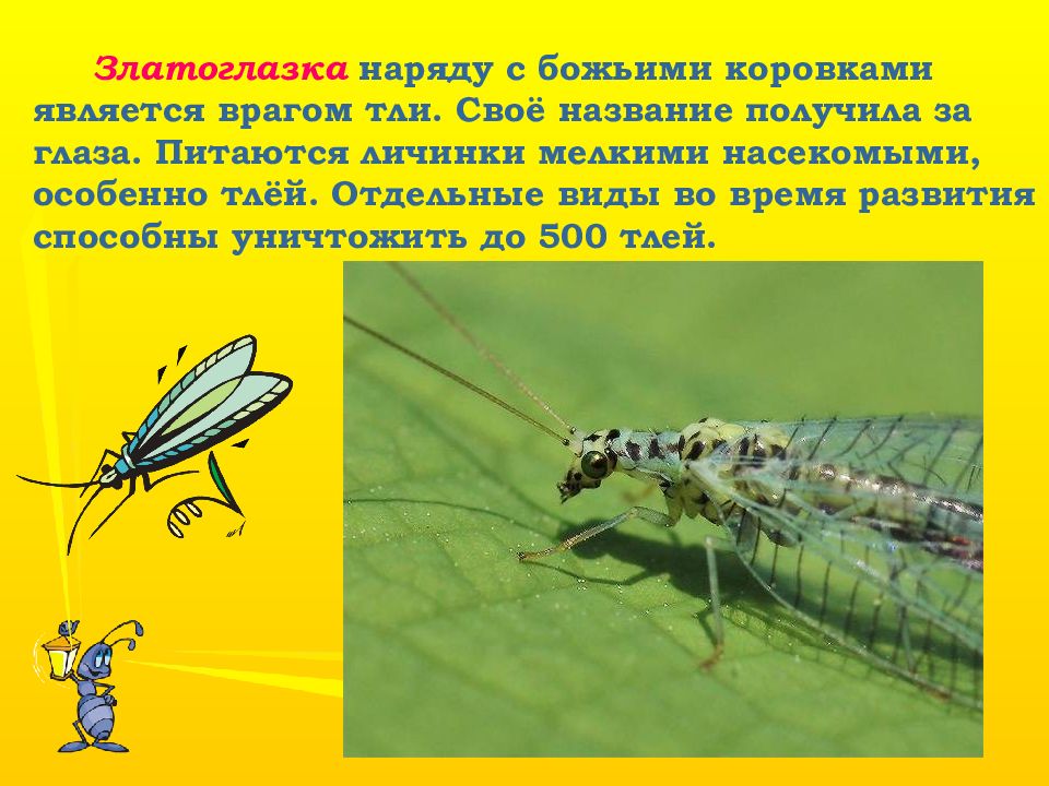 Вред насекомых. Насекомые нашей местности. Вредные насекомые. Вред насекомых в природе. Полезные и вредные насекомые Крыма презентация.