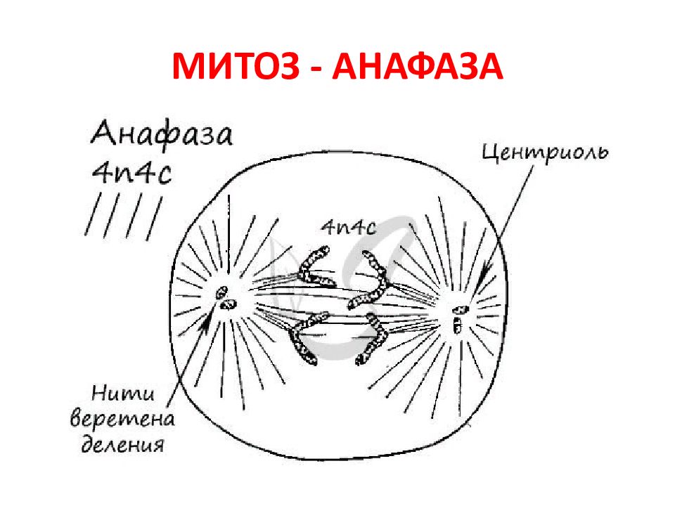 Картинка митоз анафаза