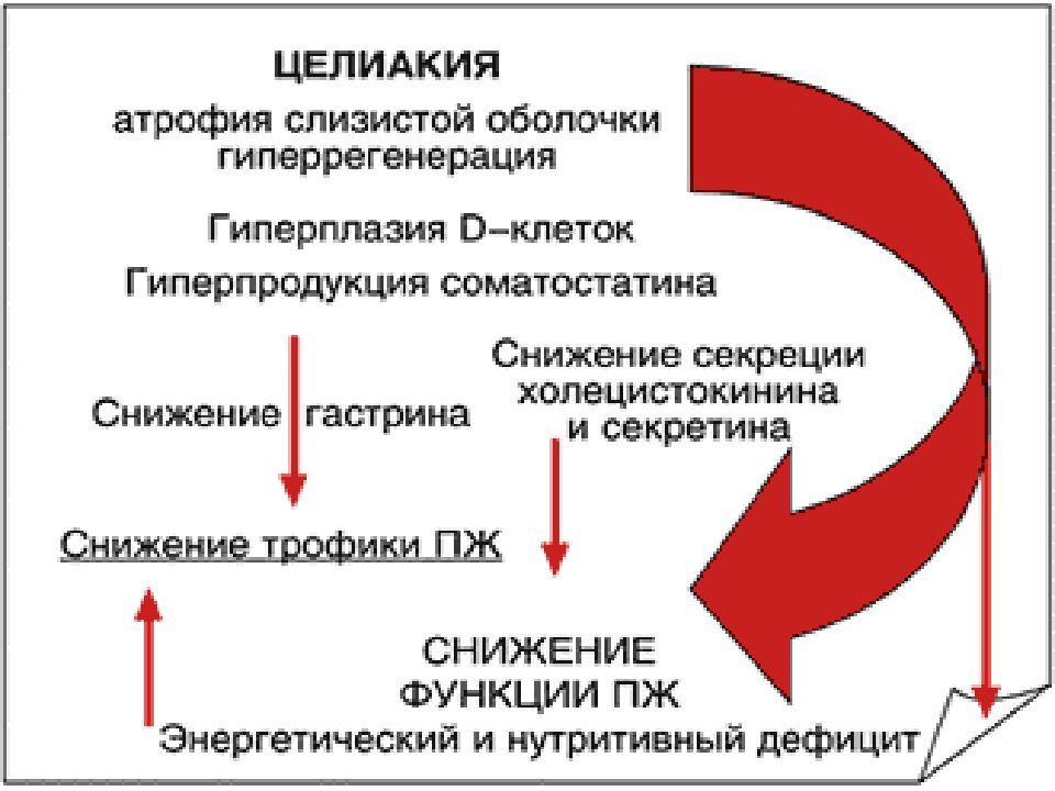 Непереносимость глютена это. Патогенез целиакии схема. Глютеновая болезнь патогенез. Целиакия патогенез. Целиакия у детей патогенез.