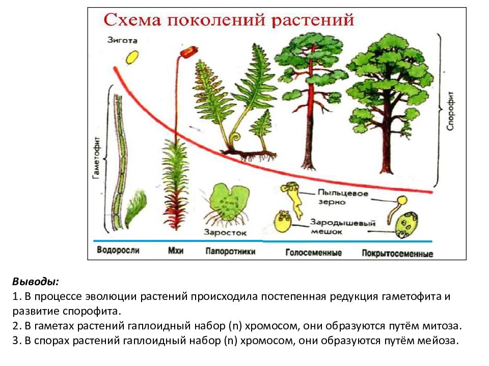 Эволюция растений. Процесс эволюции растений. Эволюция. Растения. Эволюция циклов развития растений. Схема развития растительного мира.