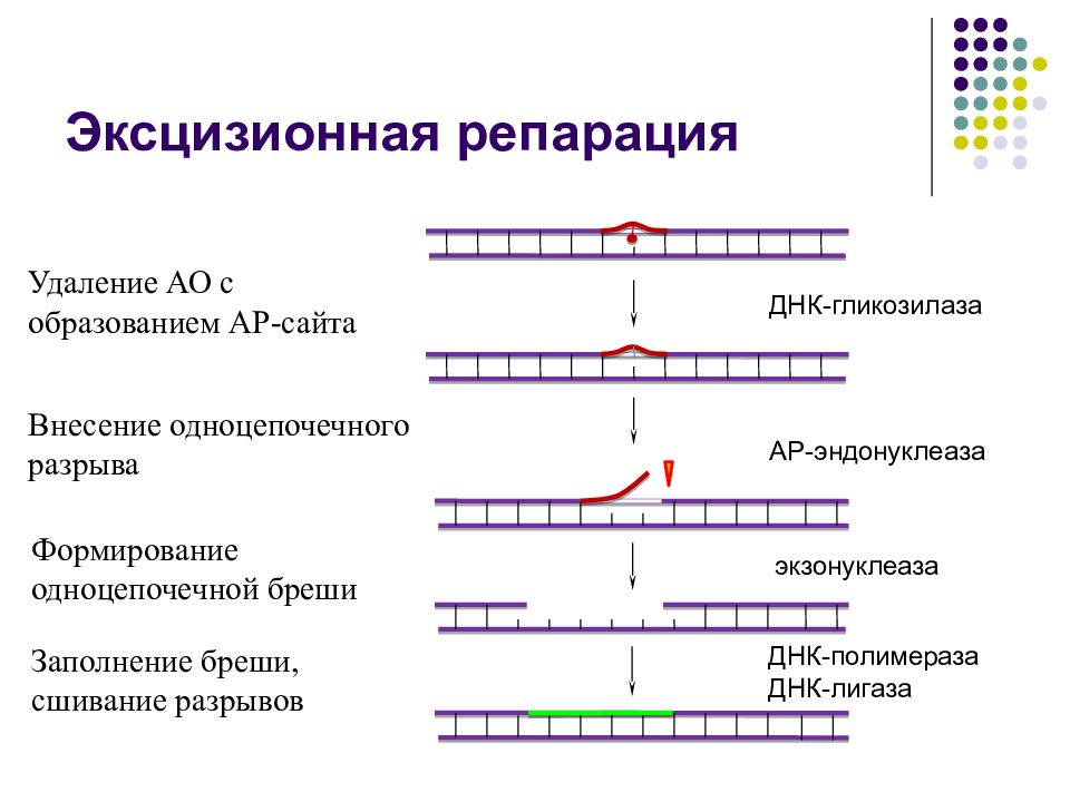 Репарация днк. Схема эксцизионной репарации ДНК. Механизмы репарации ДНК схема. Пострепликативная репарация схема. Эксцизионная репарация механизм.