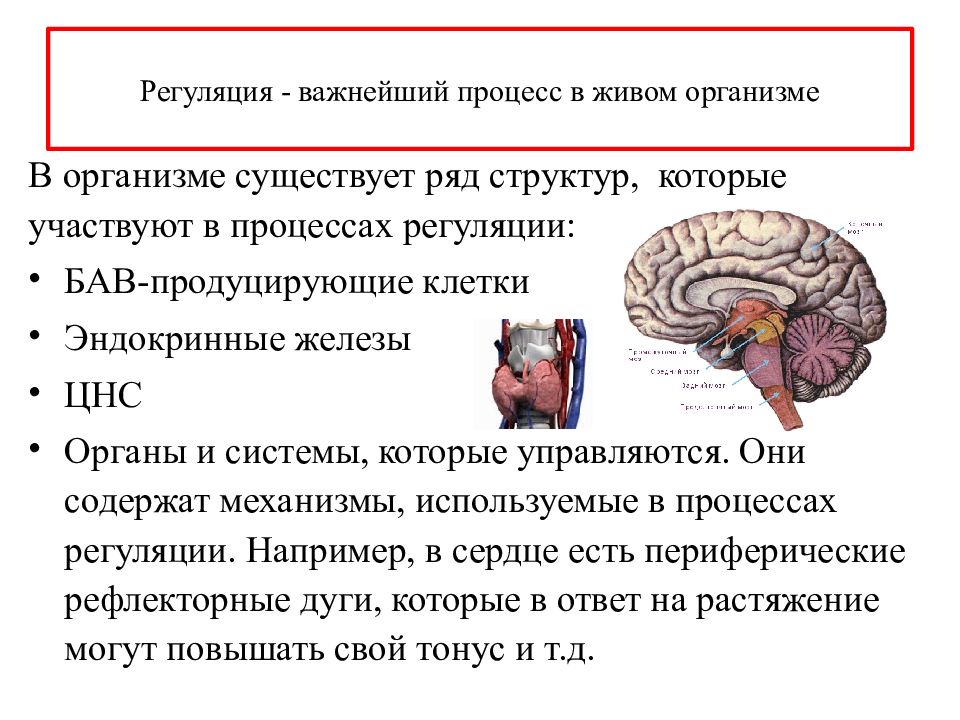 Структура регуляции. Регуляция организма. Регуляция процессов в организме. Регуляция клеточных процессов. Регуляция процессов в организме животных.