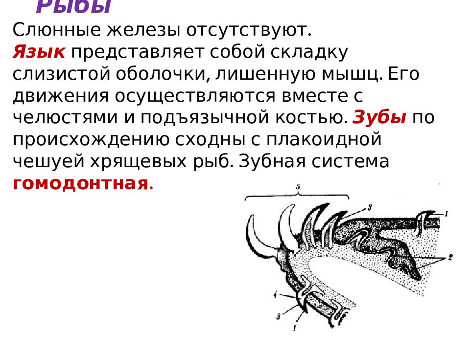 Докажите что язык представляет собой систему