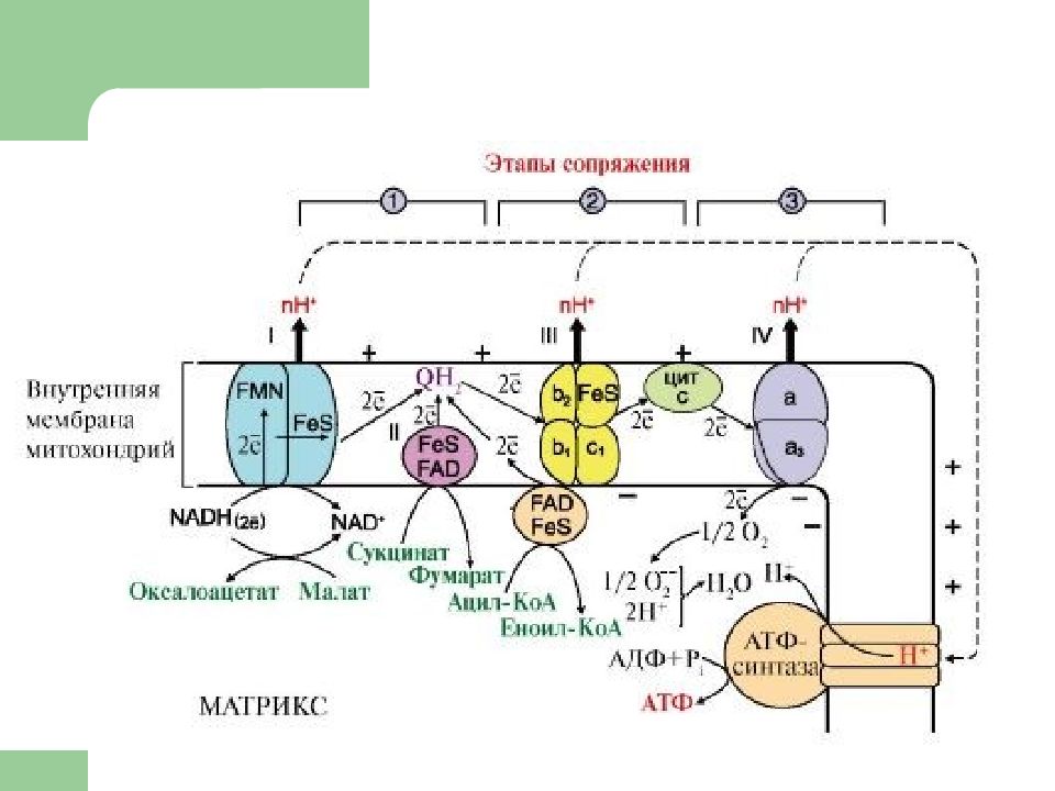 Схема полной цепи митохондриального окисления