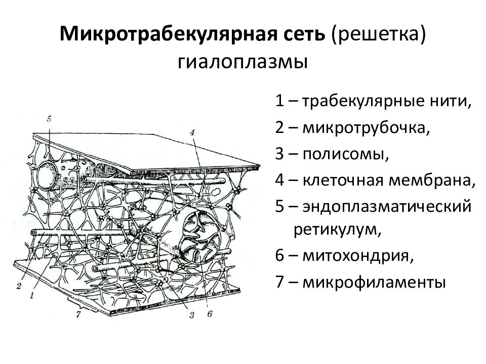 Гиалоплазма. Гиалоплазма строение и функции. Гиалоплазма растительной клетки. Строение и функции гиалоплазмы. Гиалоплазма строение.