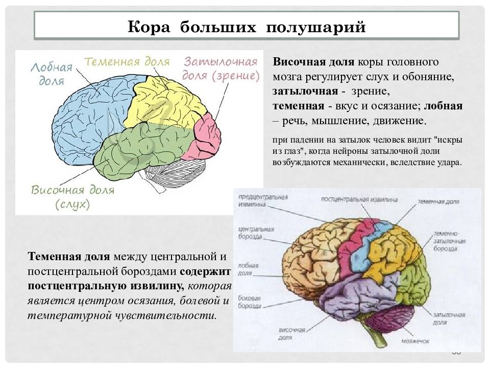 Внд подготовка к егэ презентация