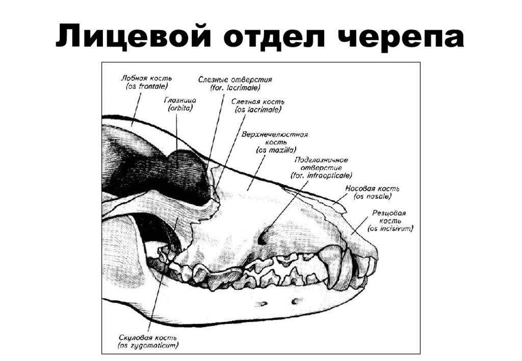 Если у животного имеется череп. Строение костей черепа собаки. Кости мозгового отдела черепа собаки. Лицевой отдел черепа собаки. Кости лицевого отдела черепа собаки.