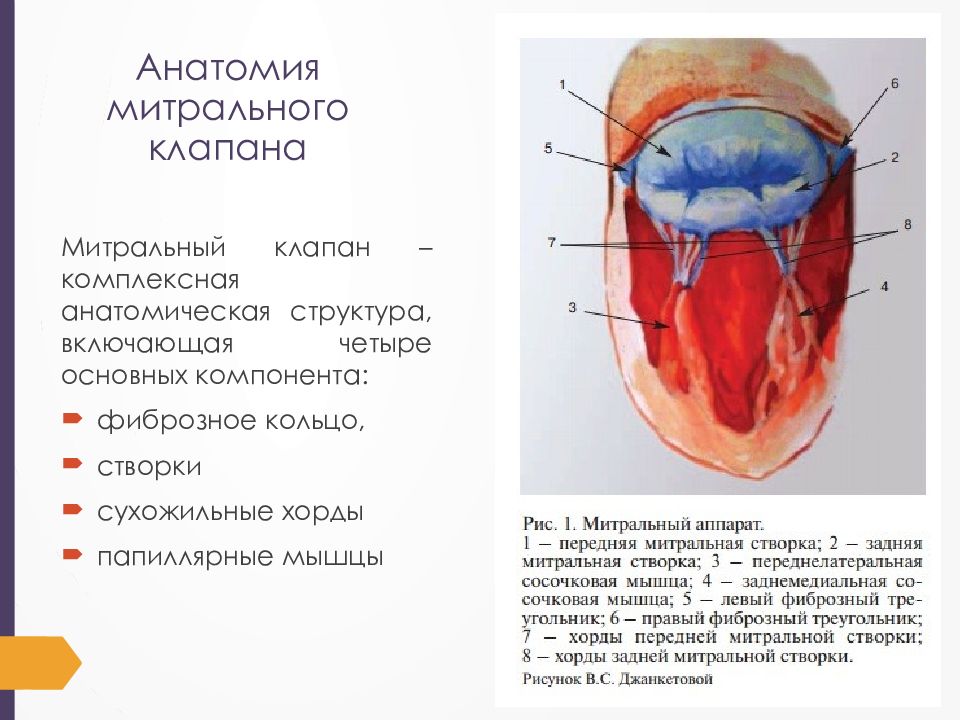 Какой цифрой на рисунке обозначен митральный клапан