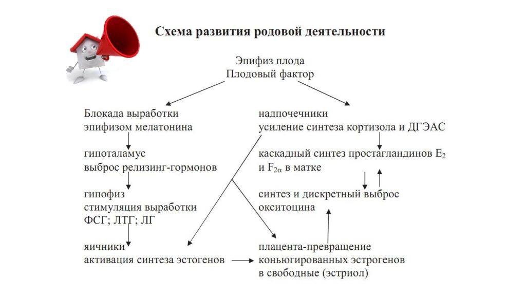 Причины родов. Механизм развития родовой деятельности. Схема развития родовой деятельности. Физиология родовой деятельности. Роль плода в развитии родовой деятельности.