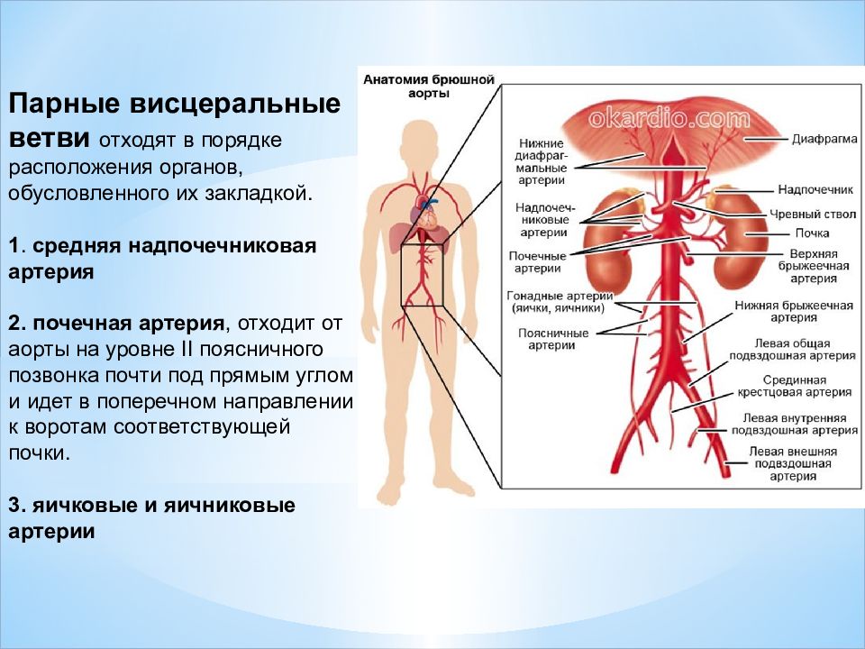 Артерии брюшной полости анатомия схема