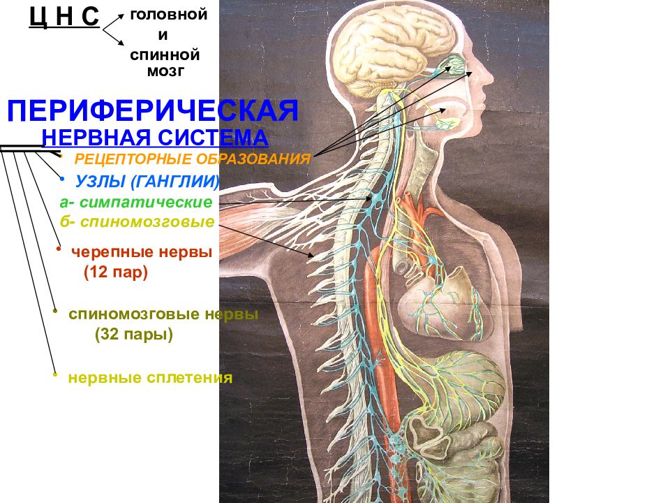 Нервная система человека презентация пименов