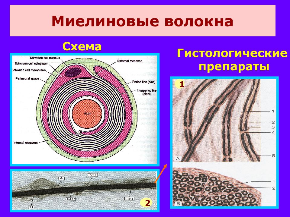 Рисунок миелиновые нервные волокна