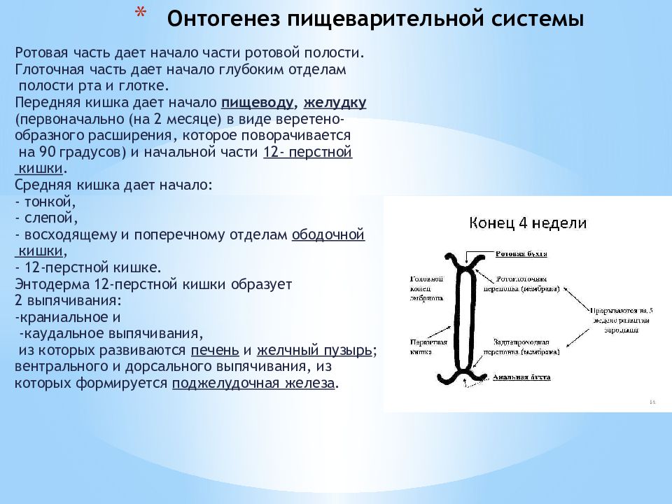 Онтогенез дыхательной системы презентация