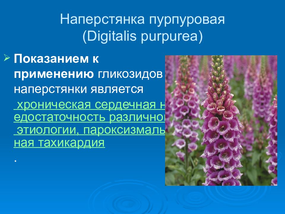 Пурпуровый синоним. Дигиталис наперстянка. Наперстянка пурпурная лекарственные препараты. Гликозиды наперстянки. Препараты наперстянки сердечные гликозиды.