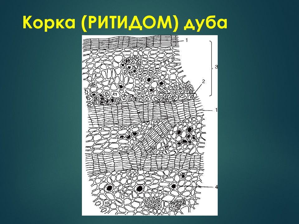 Корка ткани растений. Корка ритидом. Корка растений. Ритидом по морфологии клеток. Береза ритидом.