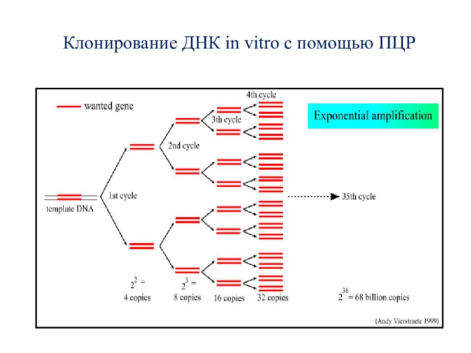 Днком днк. Клонирование ДНК. Клонирование ПЦР. ПЦР ДНК. Источники ДНК для клонирования.