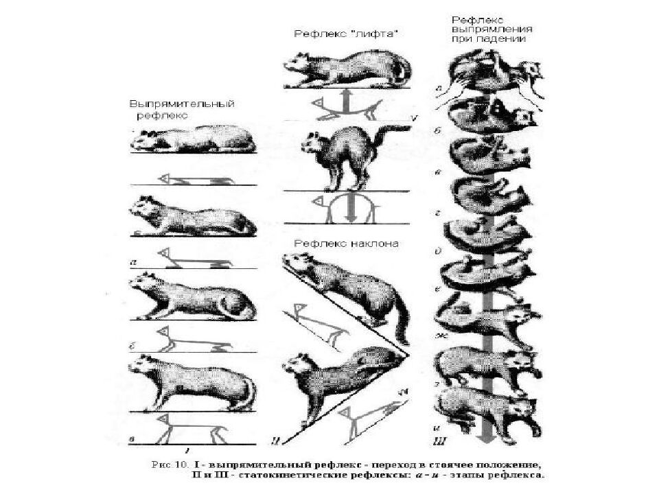 Лекция 5 Физиология нервной системы