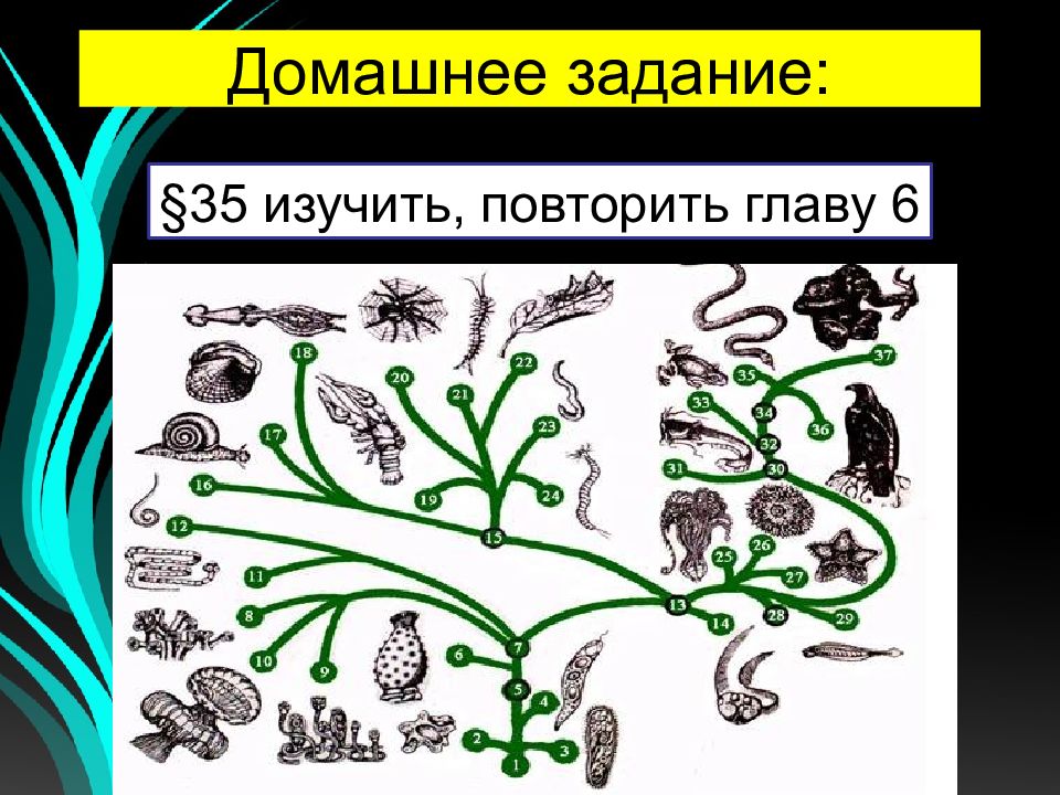 Развитие жизни презентация