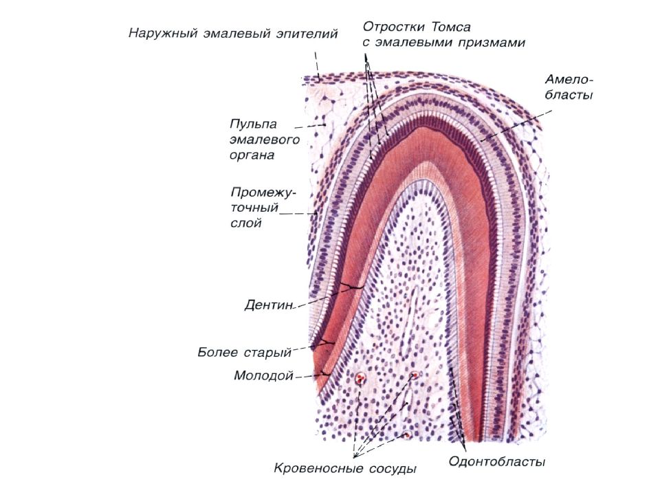 Развитие зуба схема гистология