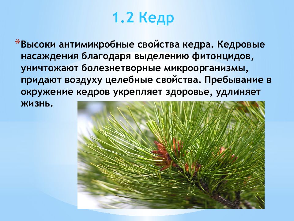 Значение слова кедр. Сибирский кедр презентация. Характеристика кедра. Презентация на тему кедр. Кедр свойства.