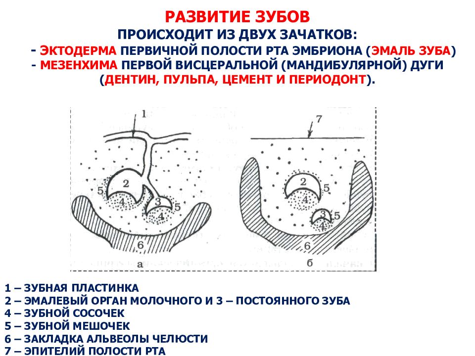 Схема формирования зуба