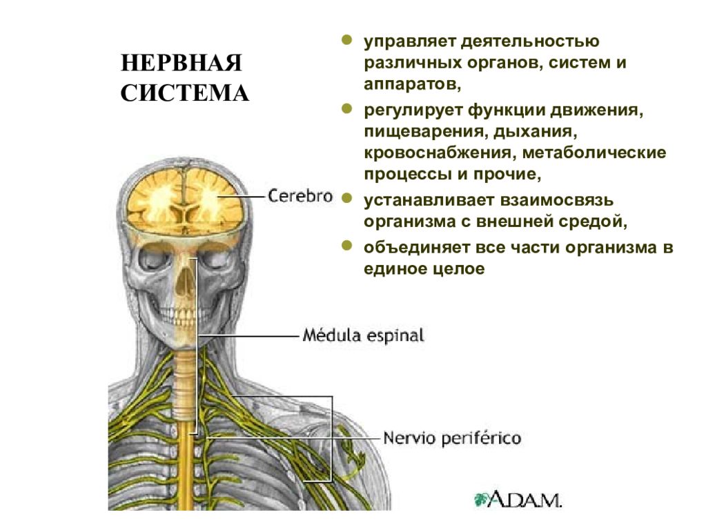 Уровни нервной системы