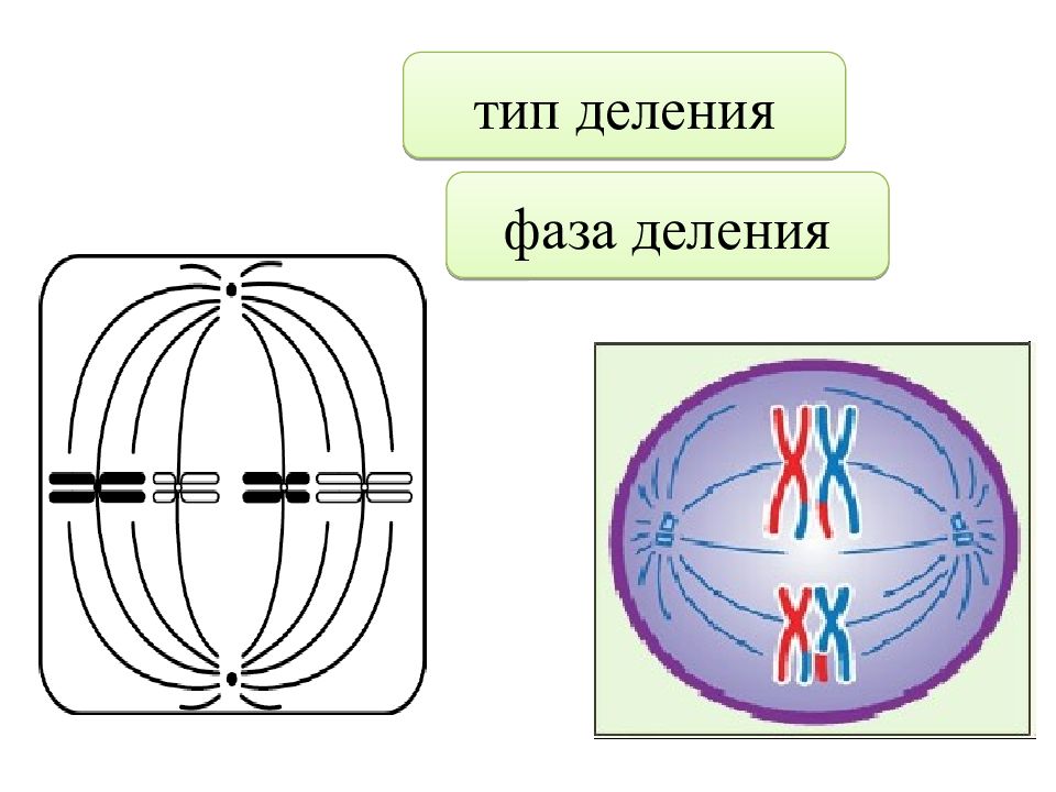 Деление метафазы