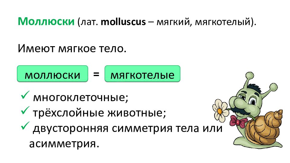 Моллюски (лат. molluscus – мягкий, мягкотелый).