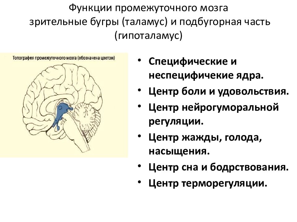 Функции промежуточного мозга зрительные бугры (таламус) и подбугорная часть (гипоталамус)