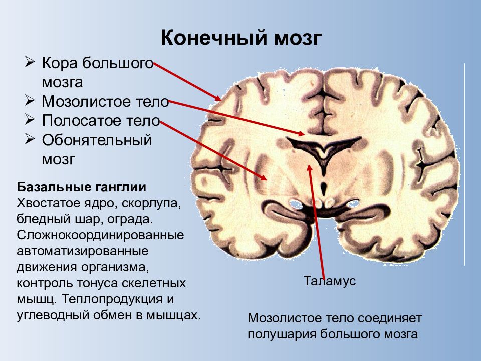 Базальные ядра презентация