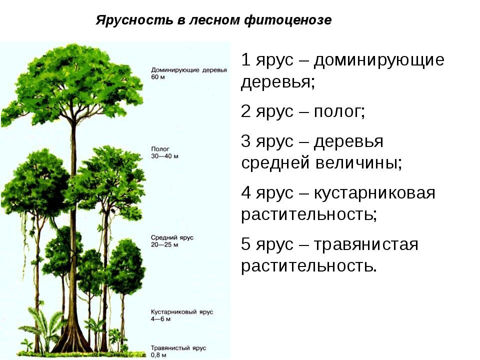 Для чего используются не доминирующие объекты переднего плана