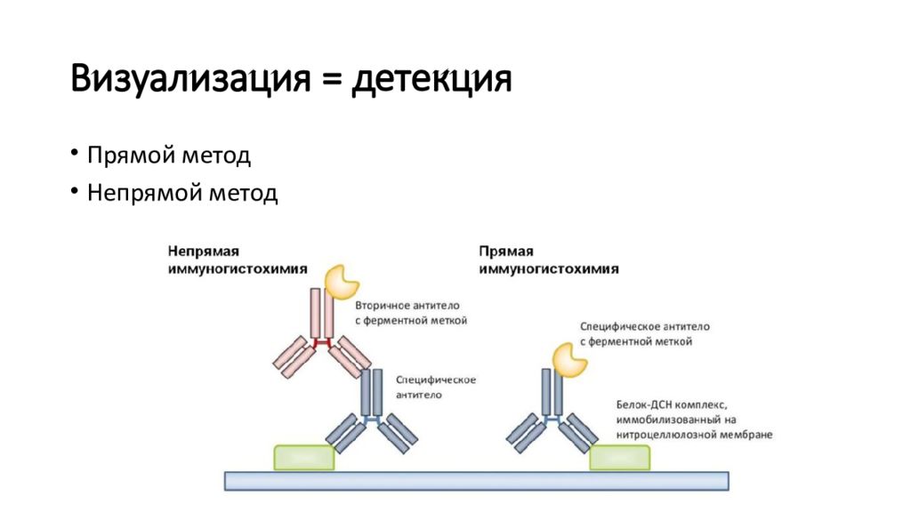 Иммуногистохимические методы презентация