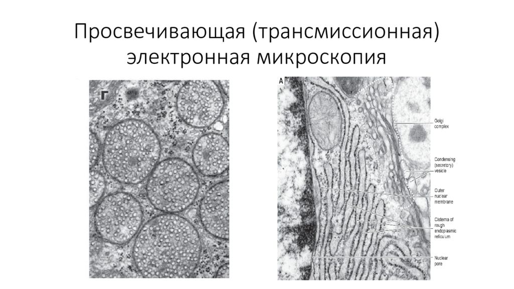 Электронная просвечивающая микроскопия презентация