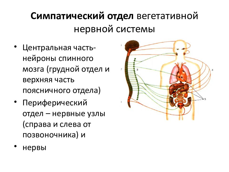 Какие функции выполняет симпатический отдел нервной системы замедляет сокращения стенок кишечника