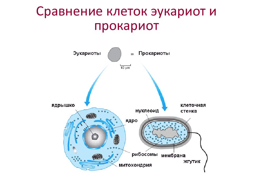 Общий план строения прокариотической и эукариотической клетки