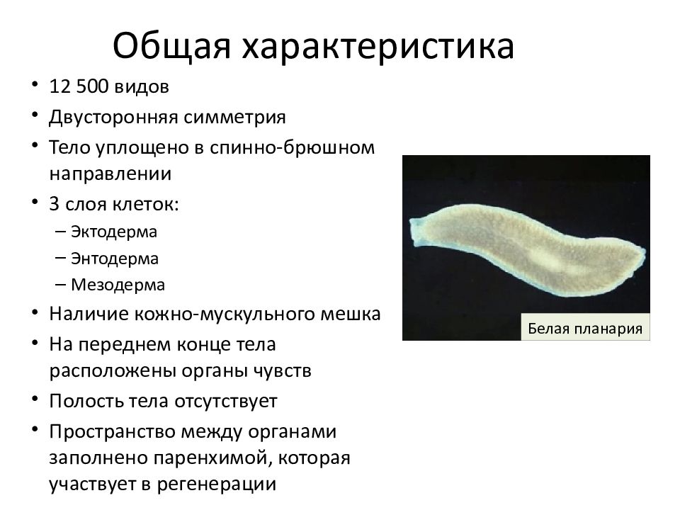 Почему плоские черви плоские