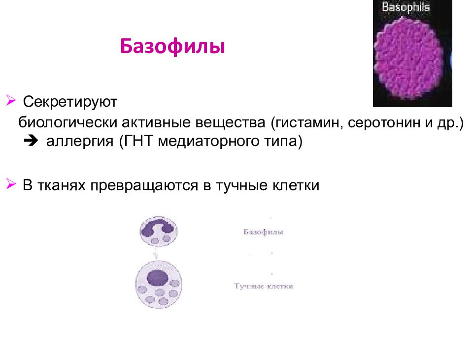 Базофилы это. Характеристика базофилов иммунология. Базофилы функции иммунология. Мембранный фенотип базофилов. Базофилы иммунология рецепторы.