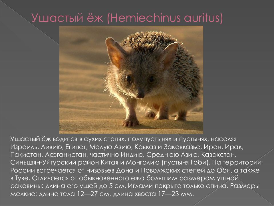 Красная книга омской области животные фото и описание