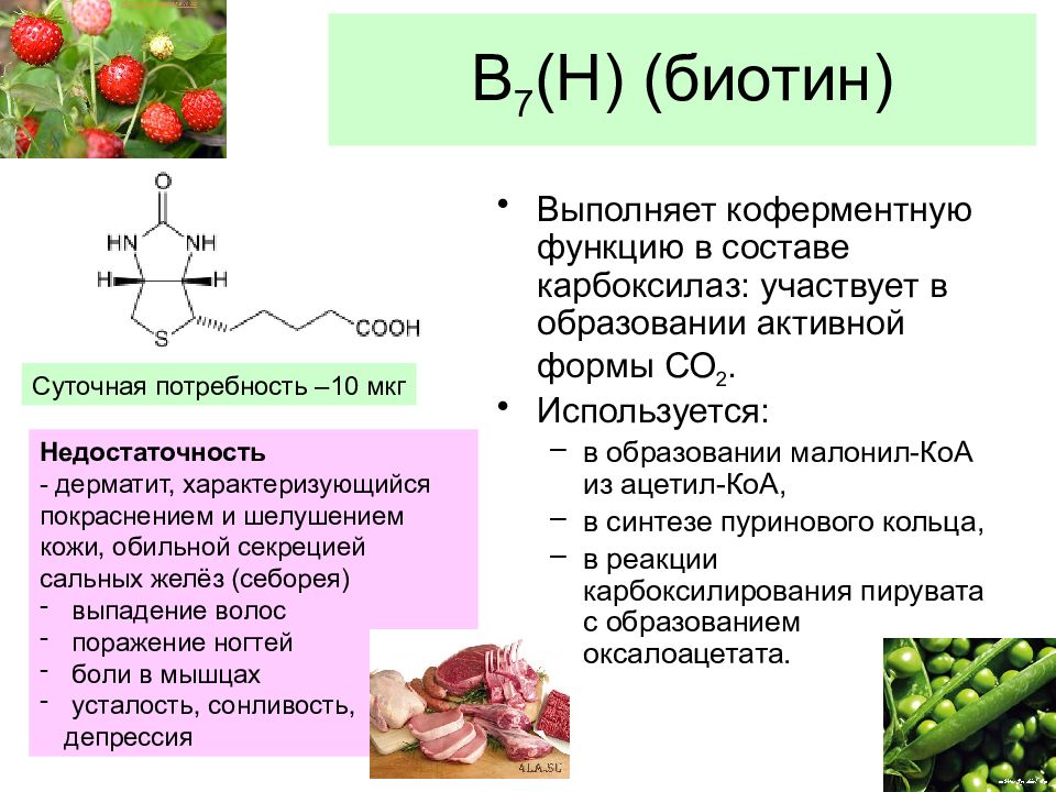 Витамин h презентация