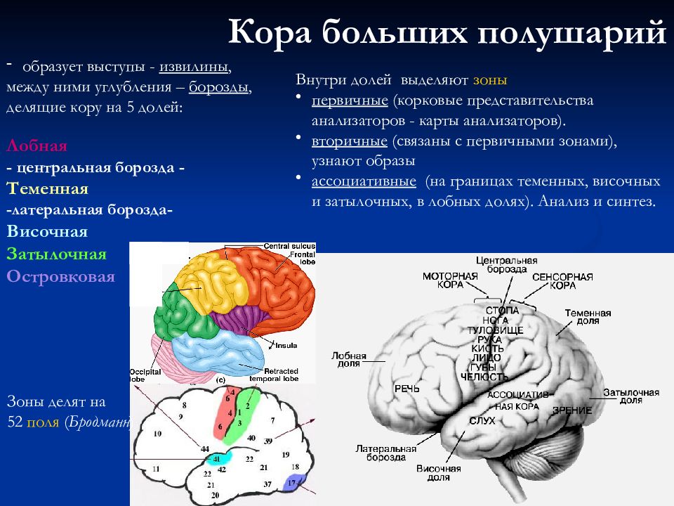 Физиология коры головного мозга презентация